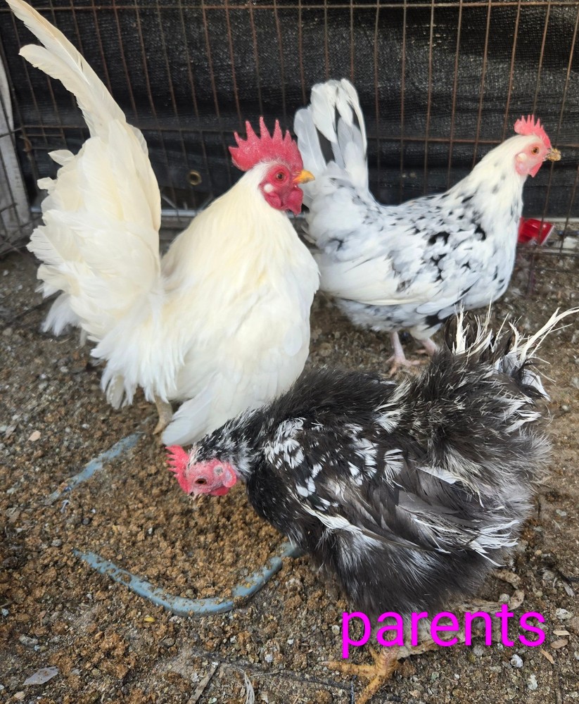 6+ Half Dozen Serama Chicken Hatching Eggs Mini Chicken