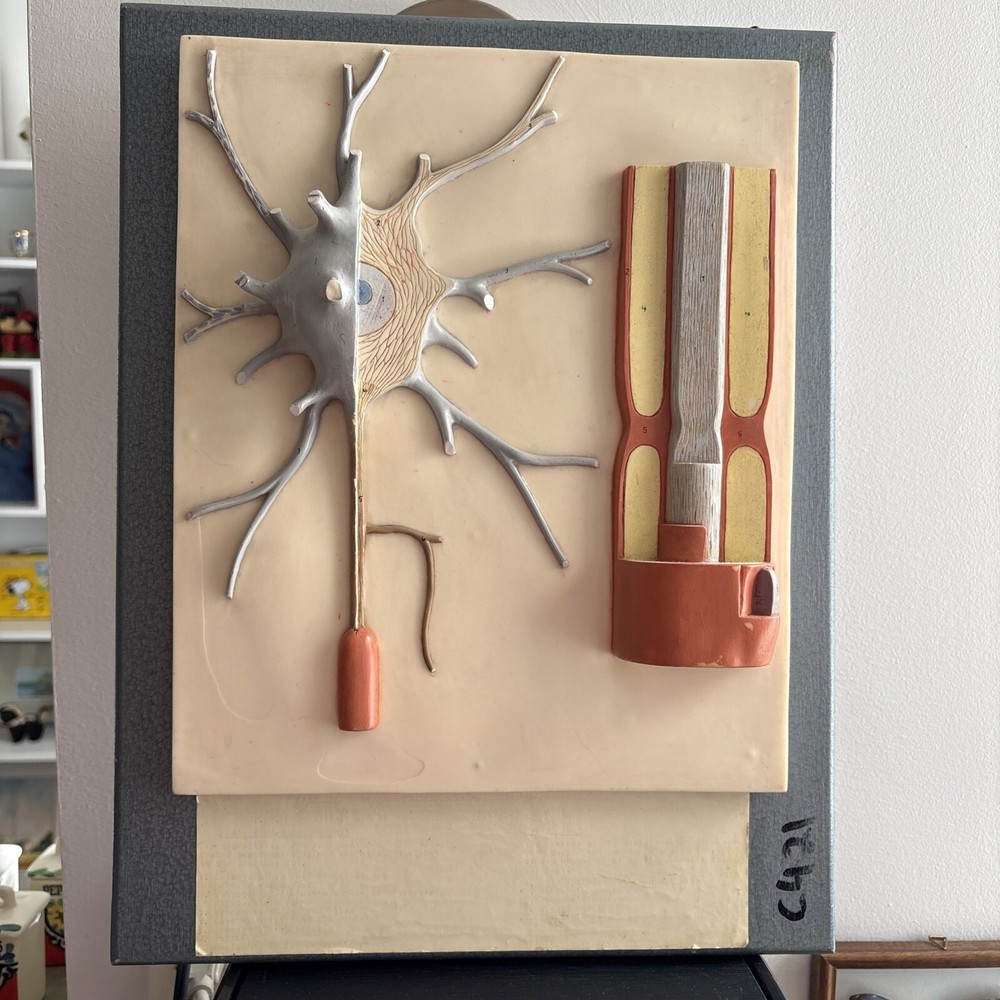 Neuron Model Nerve Cell Vintage German SOMSO