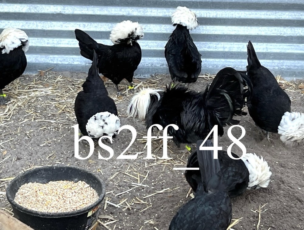 6 White Crested Black Polish Bantam Hatching Eggs (Read Description!!!)