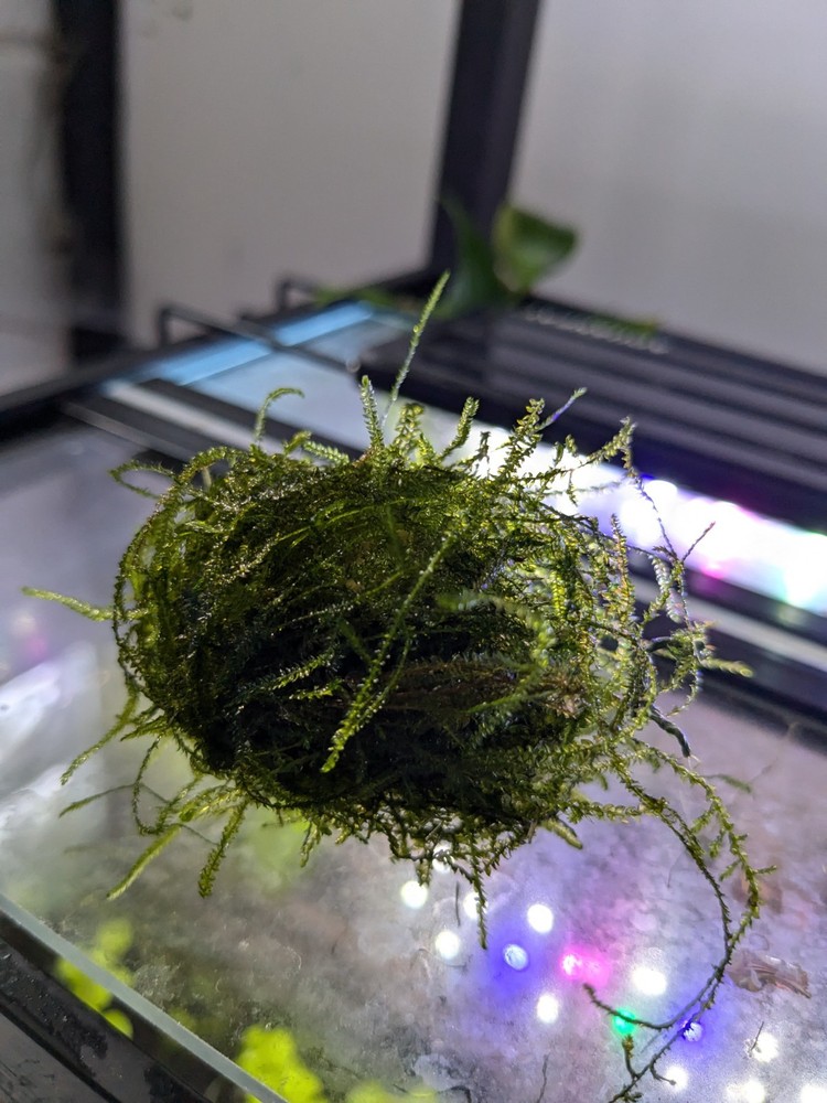 Java Moss Balls Live Aquarium Plant Decoration