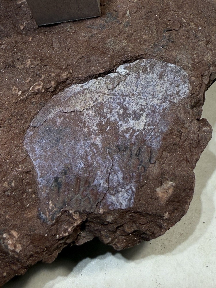 Devonian Fish Scale