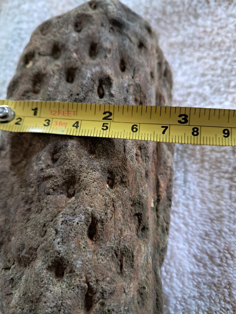 Stigmaria Root Fossil. S6