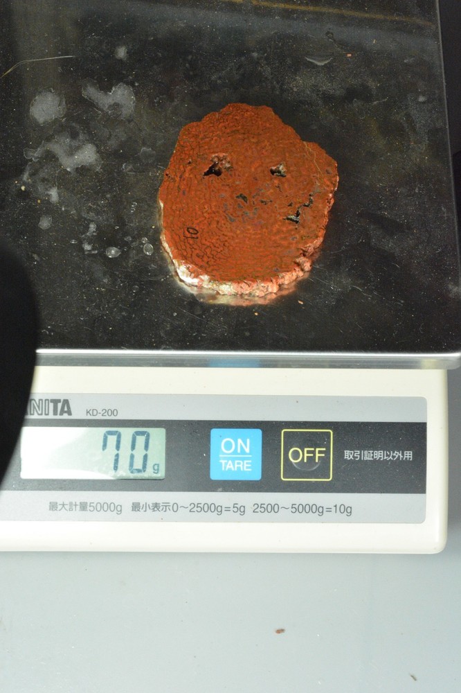 Orange Agatized Dinosaur Bone, New Mexico, 70 grams