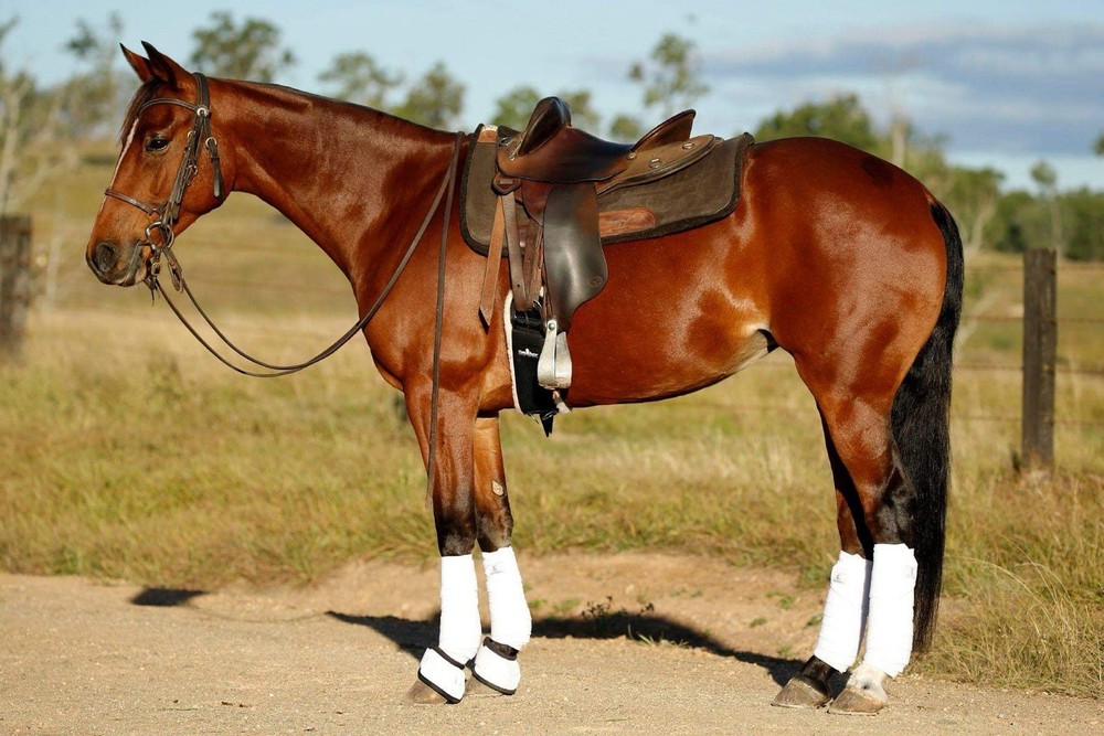 Horse Polo Wraps Set 4
