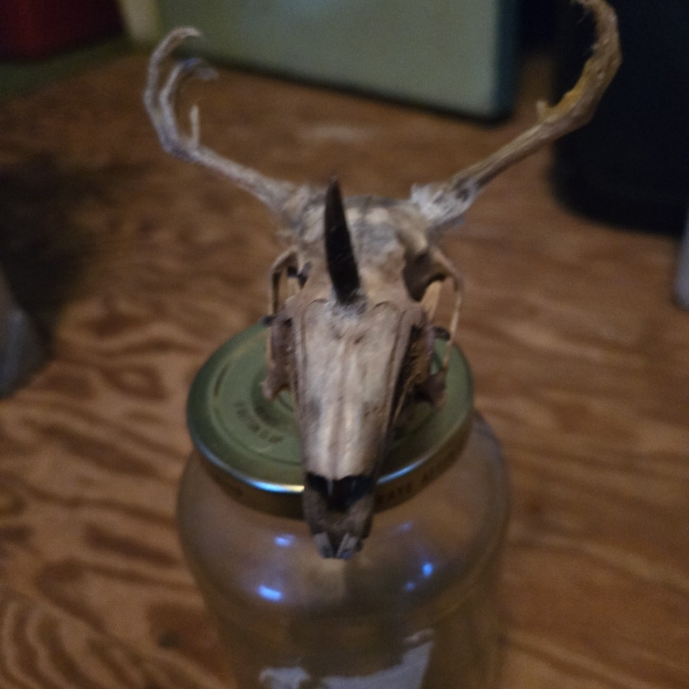 Wendigo Skull A