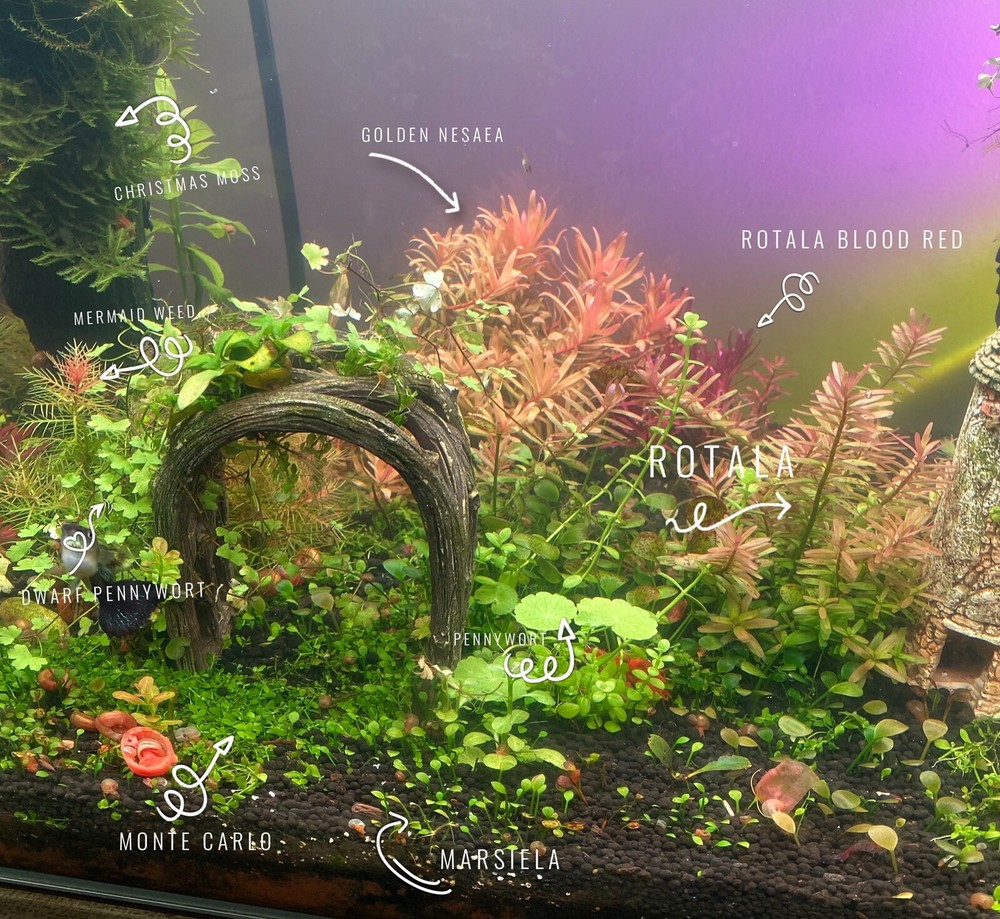 Aquarium Low Tech Starter 12 Variety Clipping Pack (5+ Different Plants)