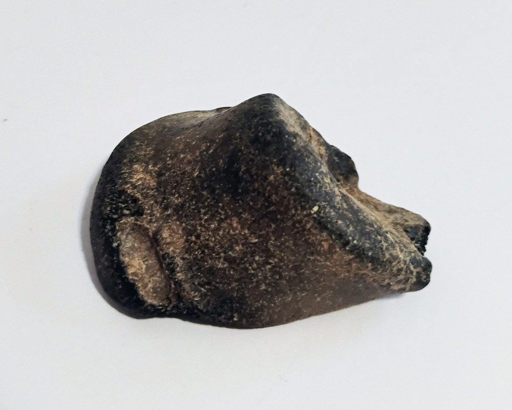 6 Petrified Fossil Bones