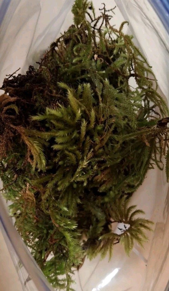 Live Terrarium Moss Assortment ~ 1 Quart Bag ~ Fresh Pacific Northwest Moss