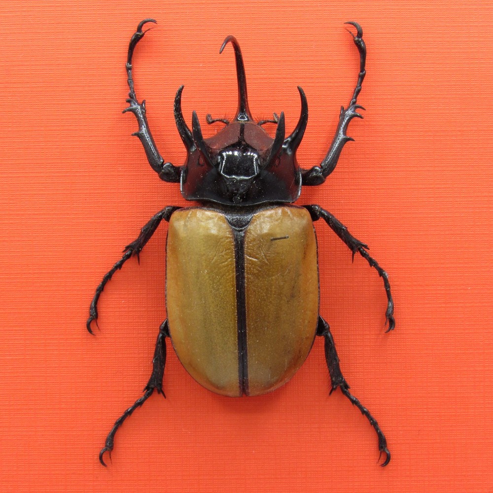 Real mounted beetle - Eupatorus gracilicornis - A1 - medium