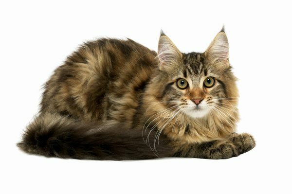 cat eye problems - CAT EYE HEALTH COMPLEX - cat cranberry 2Bot