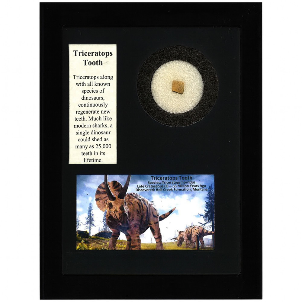 Authentic Triceratops Tooth Display