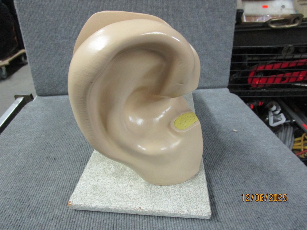 Vintage Nystrom Large Ear Teaching Model
