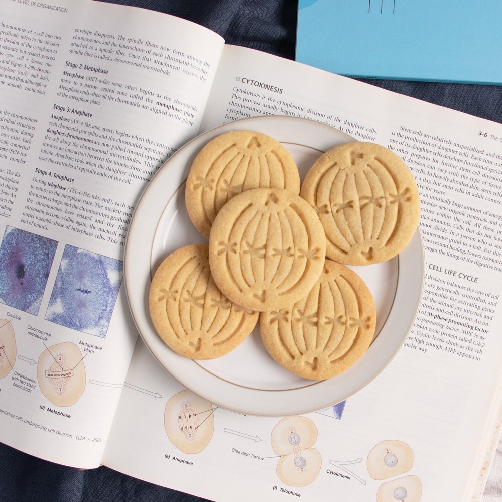 Metaphase Mitosis Cookie Cutter - mitotic microbiology laboratory science cell