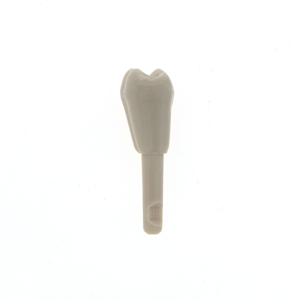 Dental 32 Pcs Tooth Model fit for KaVo Basic Model Teeth Retention Mechanism