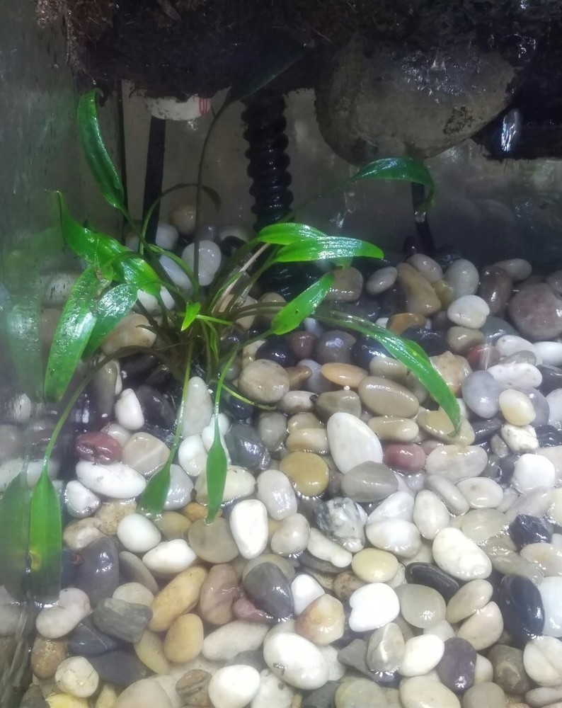 Cryptocoryne Wendtii Green Bare Root