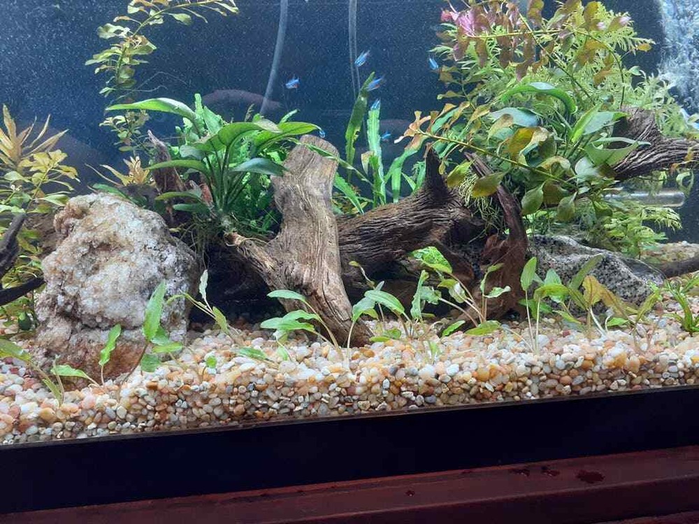 Cryptocoryne Wendtii Green Bare Root