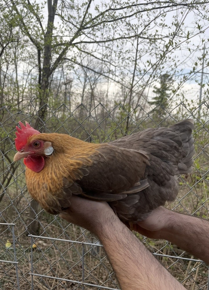 12 LF Colored Leghorn Hatching Eggs!