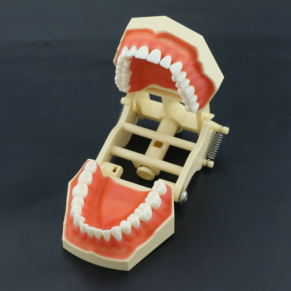 Dental Typodont Restorative Standard Model 32PC Removable Teeth Fit Frasaco AG3
