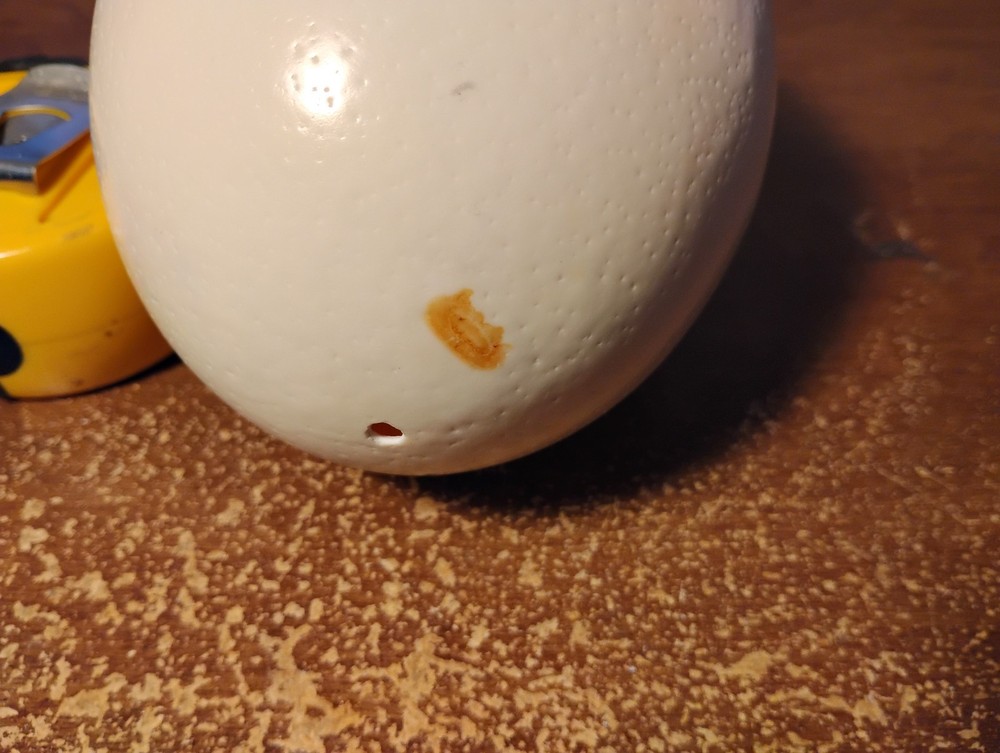 Empty ostrich egg drained