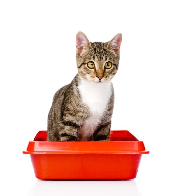 bladder support for cats - CAT URINARY TRACT SUPPORT 3B- cat urinary support