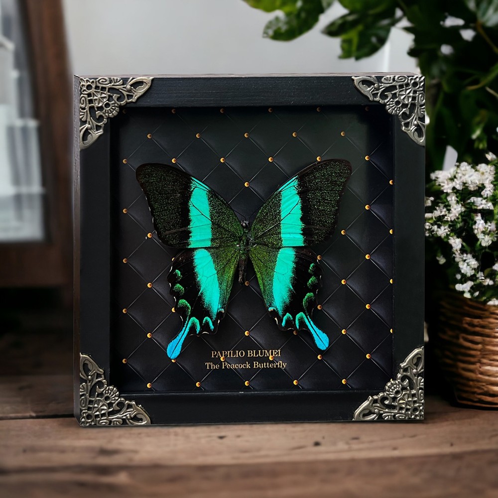 Real Papilio Blumei Butterfly Shadow Box Easter Spring Decor Unique Mom Gift