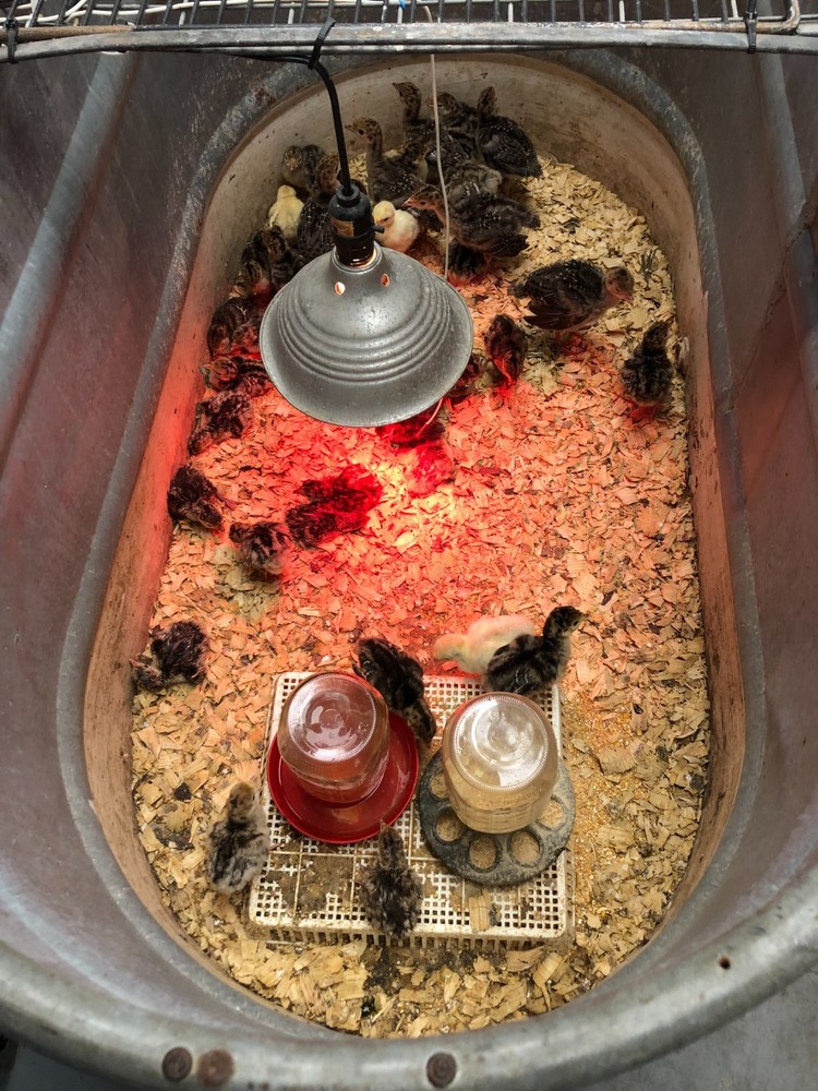 Turkey Hatching Eggs (One Dozen)