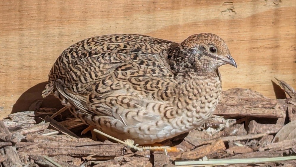 18+2 Button Quail Hatching Eggs