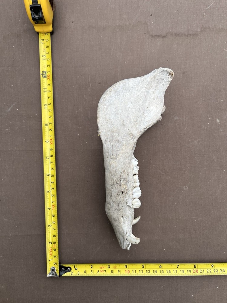 Real Lower pig hog Jaw Bone With Teeth