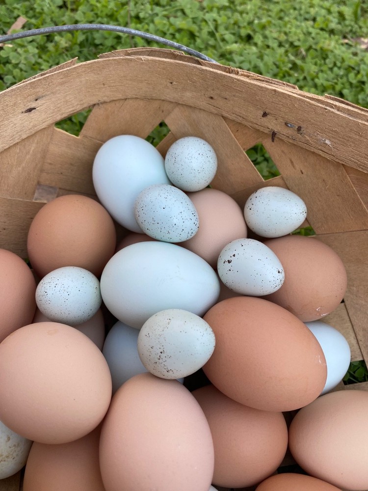 12 Jumbo Celadon 'True Blue' Coturnix Quail Eggs for Hatching
