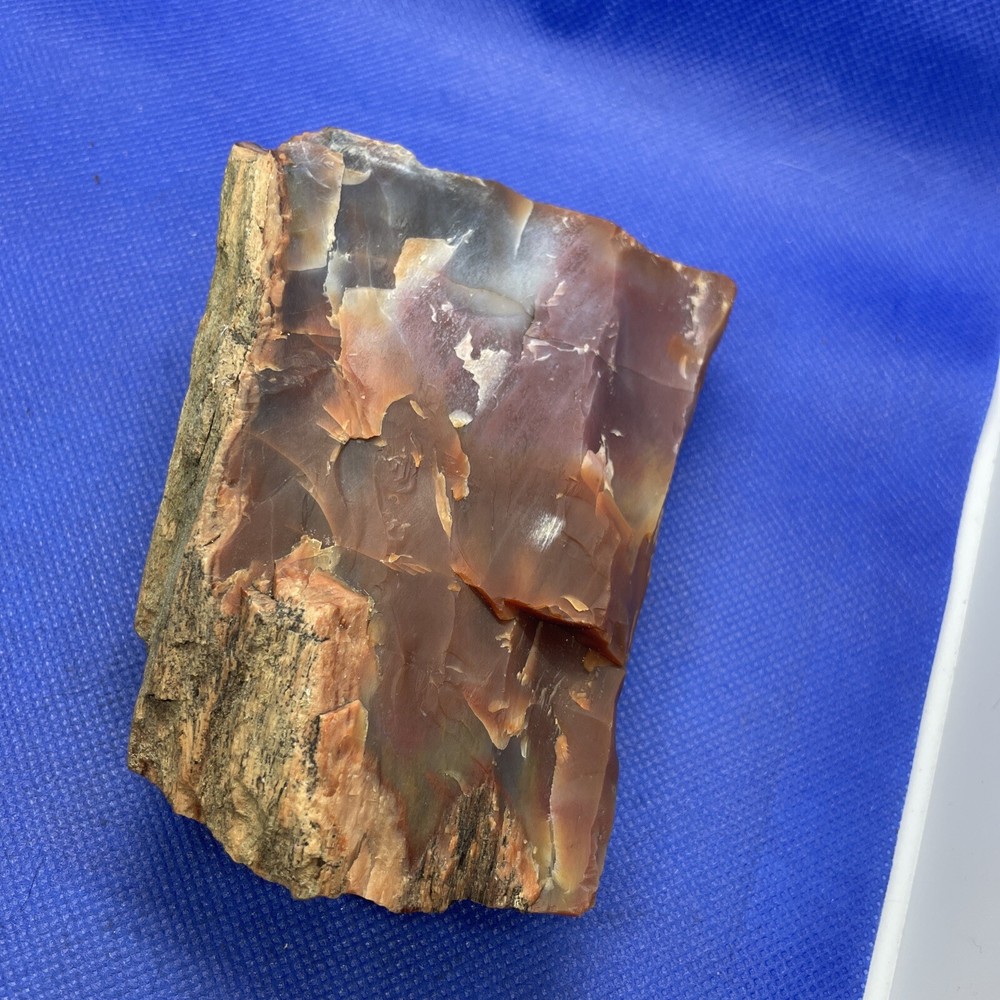 petrified wood slab