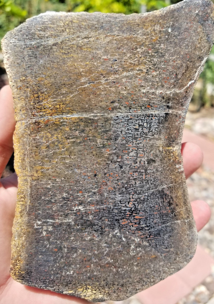 LARGE 855g Rainbow Agatized Dinosaur Gem Bone Polished Camarasaur Vert Specimen