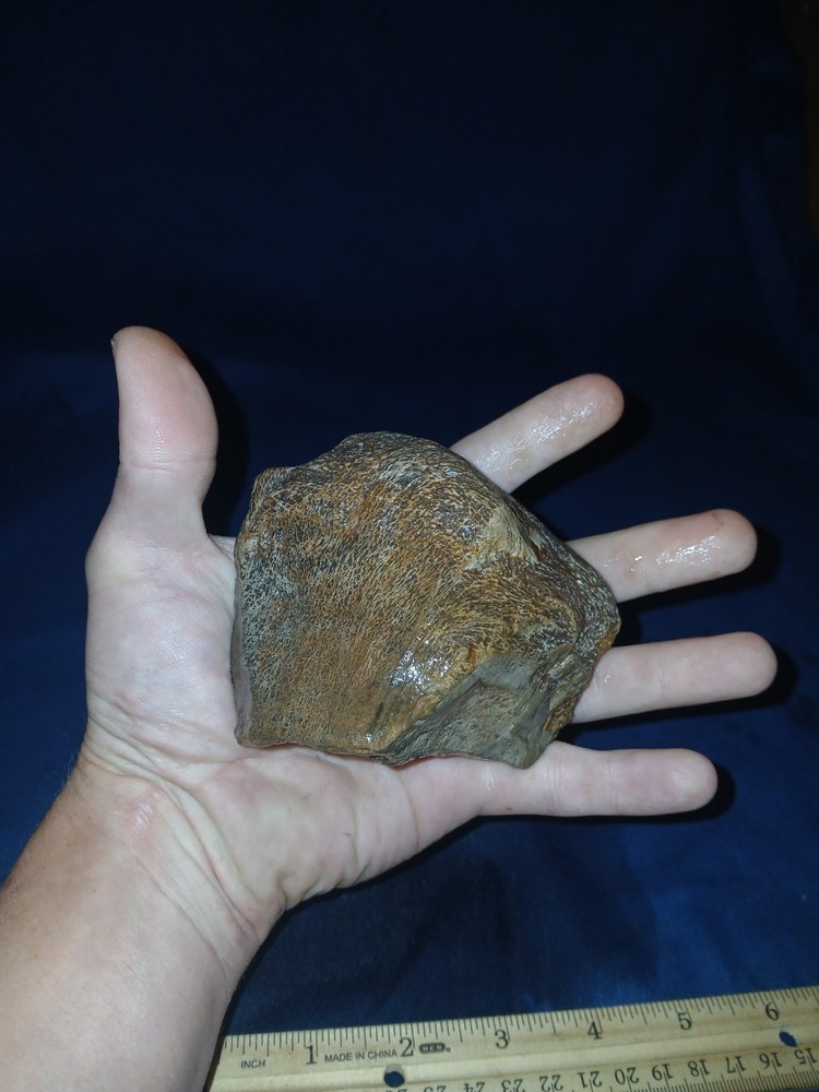 16 oz Texas Petrified Wood
