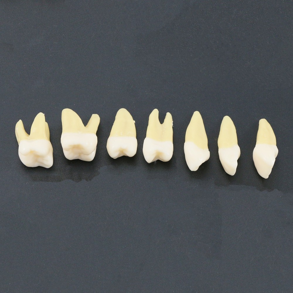 Dental Typodont Practice Study Standard Teeth Model Soft Gum Simulation Cheek