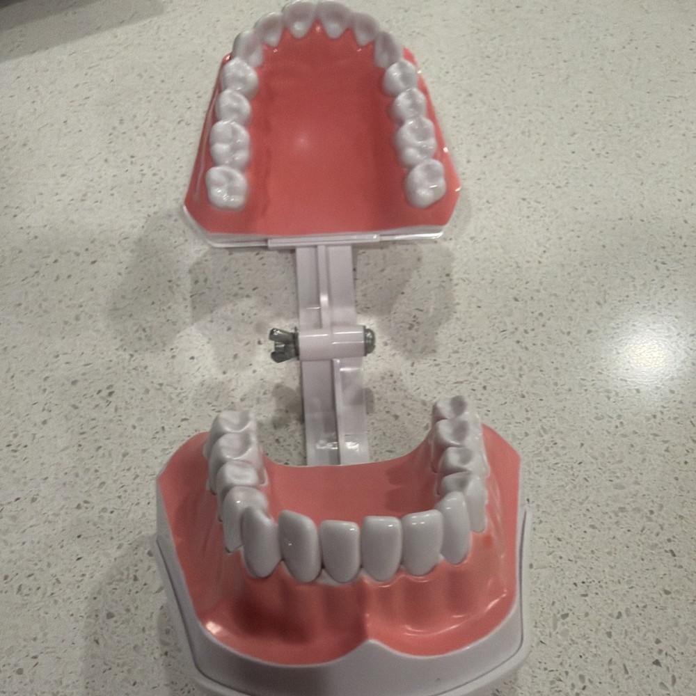 Colgate Large Teeth Educational Model