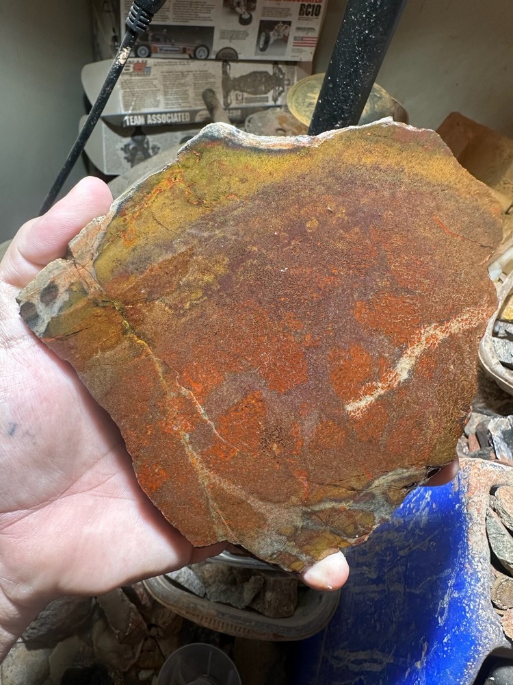 Dinosaur bone rough **hxtled  large slab.
