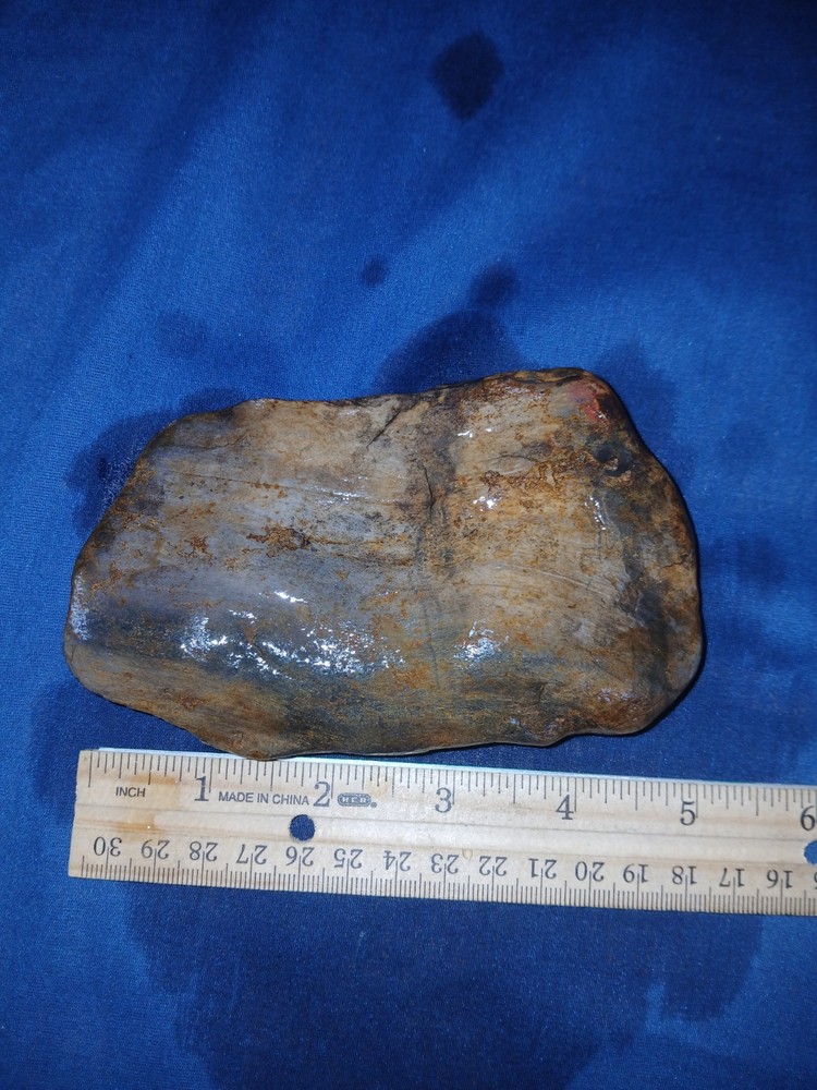 10.5 oz Texas Petrified Wood