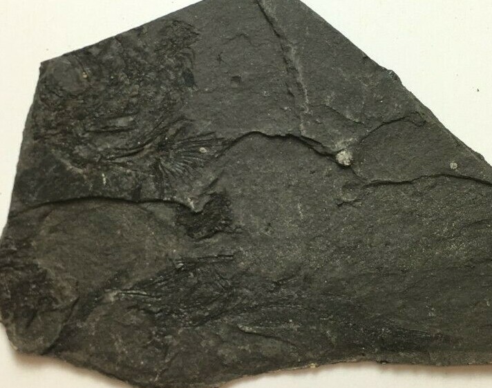 FOSSIL FISH EOMYCTOPHUM