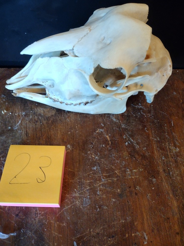 Goat Skull