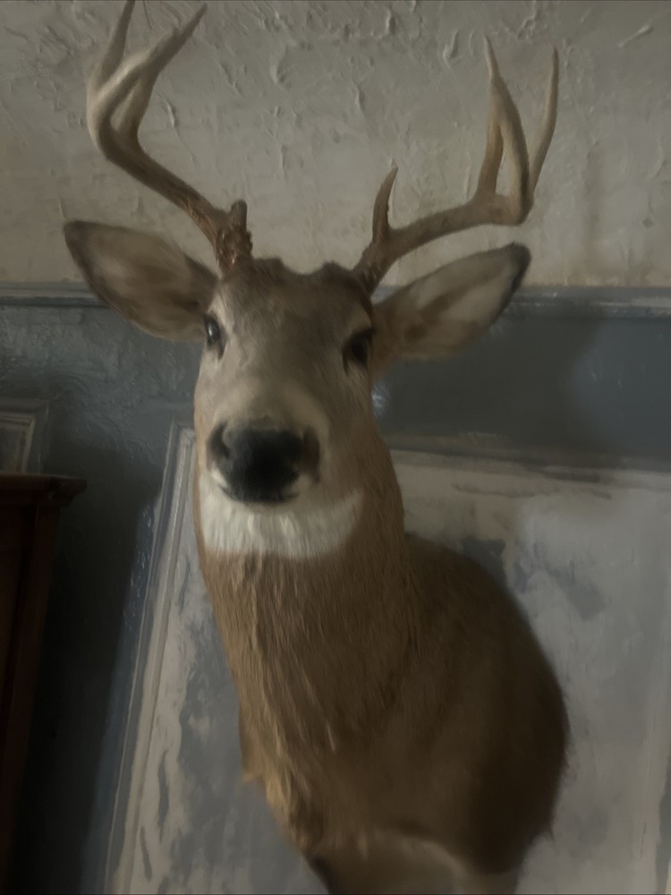 8 point whitetail deer mount