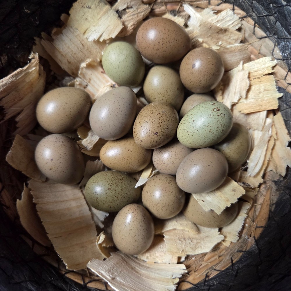 10+ Fresh Button Quail Fertile Hatching Eggs