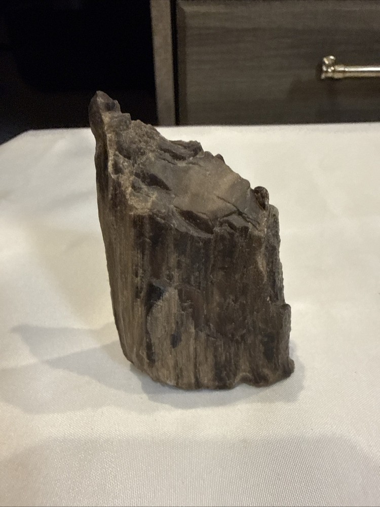 Quality Petrified Wood, Small Piece Nice Looking Small Item