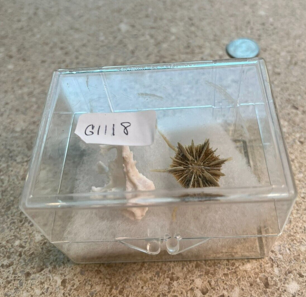 G1118~ CHOICE Seashell- PRIVATE Collection -Vintage Shells (use Dropdown Menu)