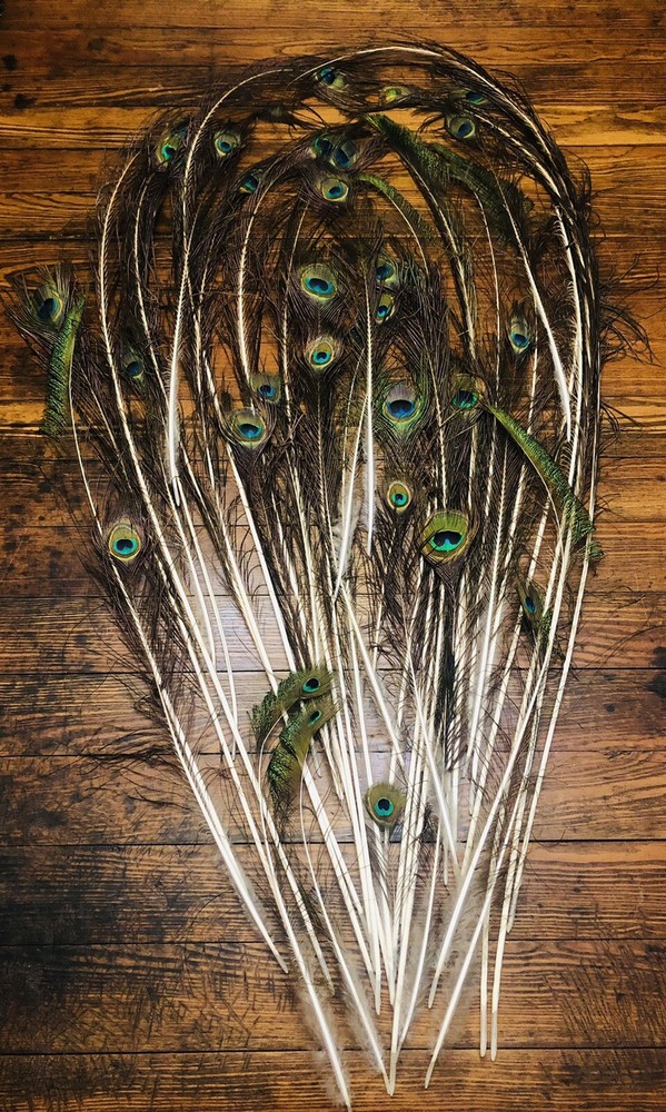 Natural Peacock Tail Feathers (Bunch)
