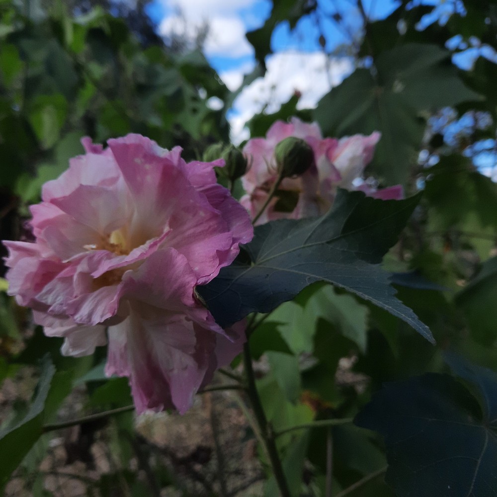 Double confederate Rose 5 Cuttings