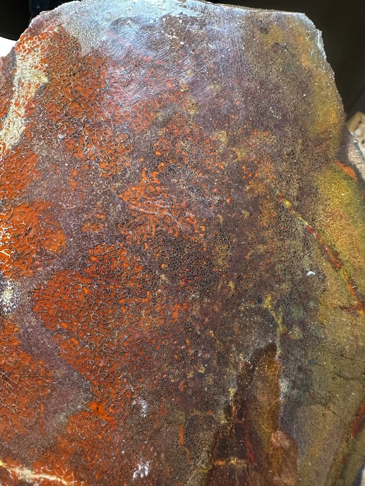 Dinosaur bone rough **hxtled large slab.