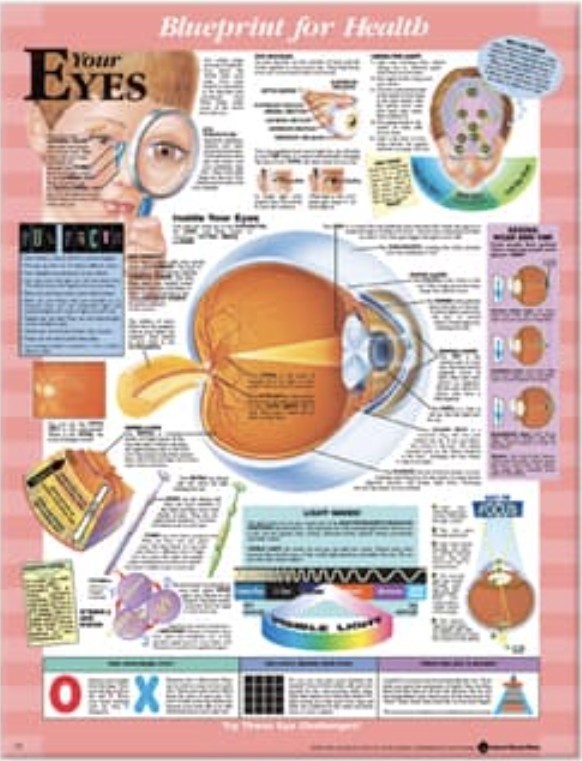 Kids Eyes Laminated Chart 20x26