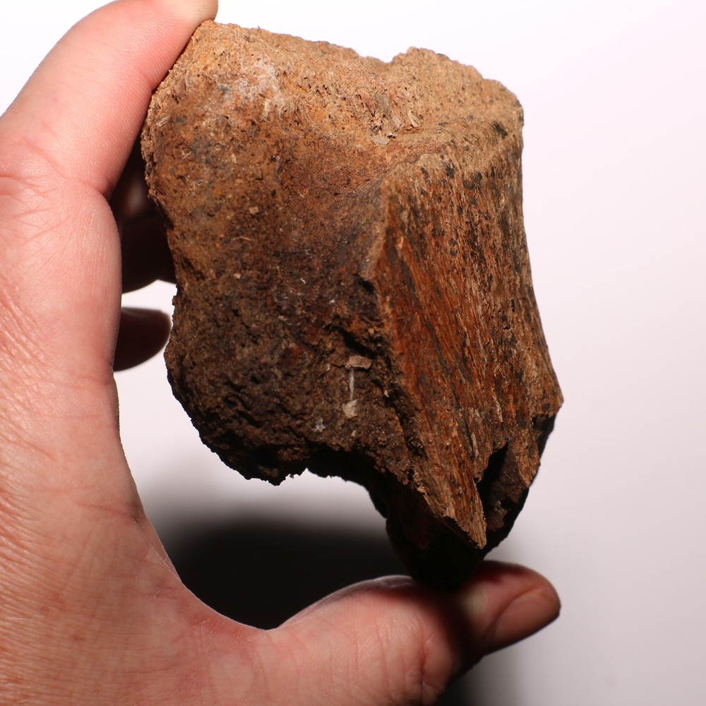 Dinosaur Bone - Large Thick Heavy - Hell Creek Formation Cretaceous - Nice Piece