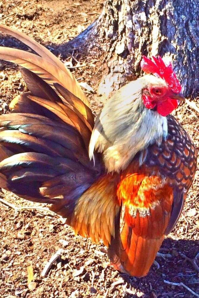 12 NPIP/AI CLEAN SERAMA BANTAM HATCHING EGGS ●SHOW QUALITY●MICRO MINI TEA CUP