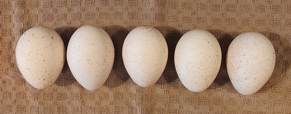 Heritage Blue Slate Turkey Hatching Eggs