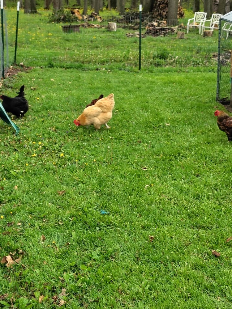 12 Barnyard mix hatching chicken eggs
